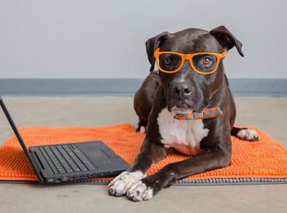 Dog in glasses sitting at a computer.