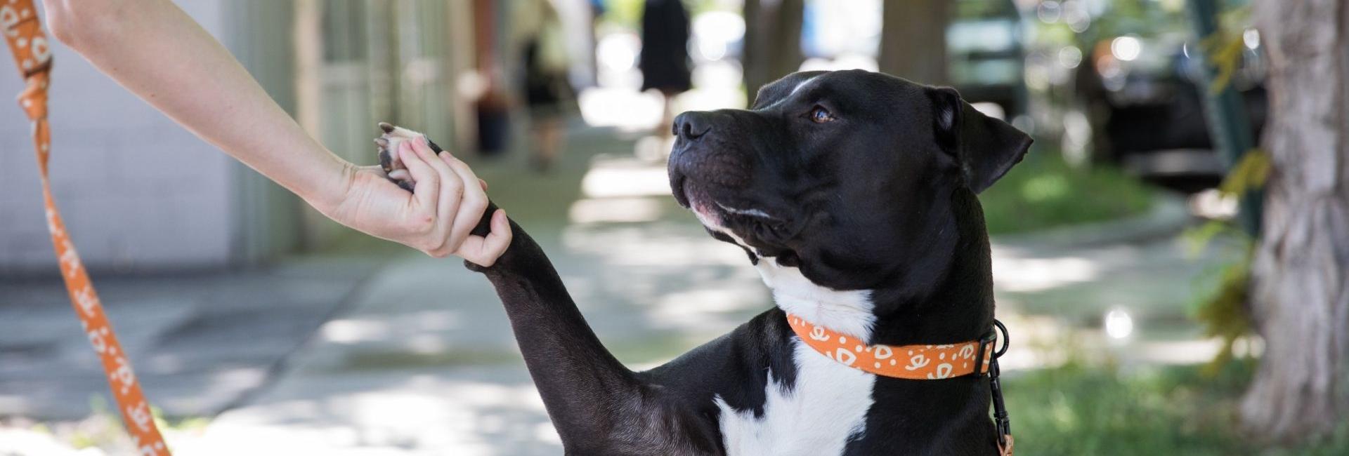 Black and white dog with orange collar shaking paw with a white female hand