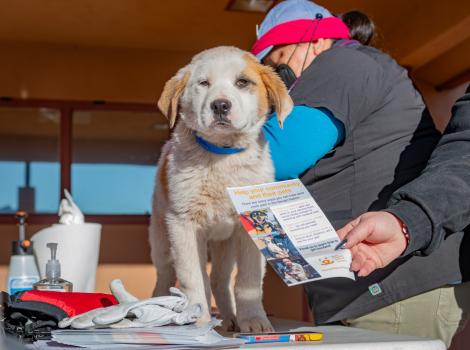 Navajo Nation puppy receiving medical care