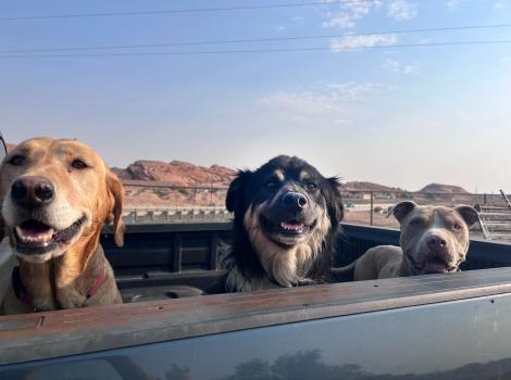 Three dogs in the back of a pickup truck with red cliffs behind them