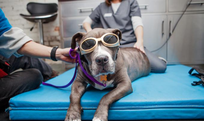 A dog wearing protective glasses lying on a mat, beside two people