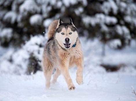 Hilo the husky running outside in the snow