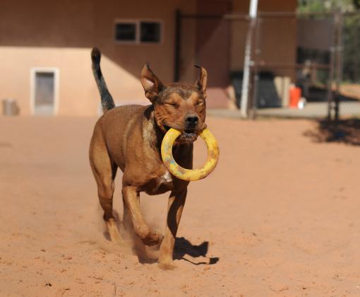 Dog running outside with ring toy