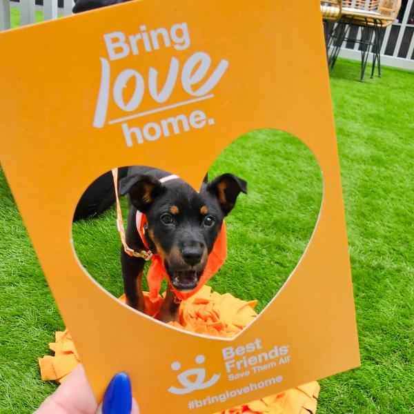 Un cachorro dentro de un cuadro en forma de corazón que dice “Trae amor a casa.” Con el logo de Best Friends