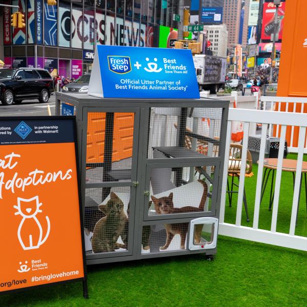 Gatos adoptables en una jaula en la activación de Times Square