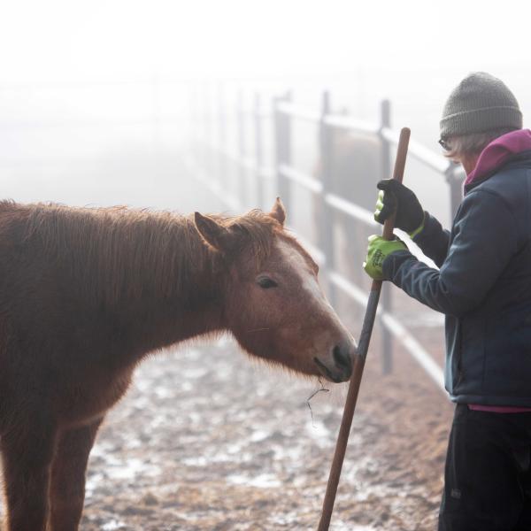 Person holding the handle of a shovel for mucking that a horse is investigating