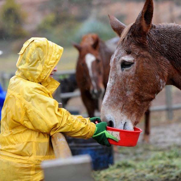 Person wearing a yellow raincoat holding a red bowl for an equine to eat from