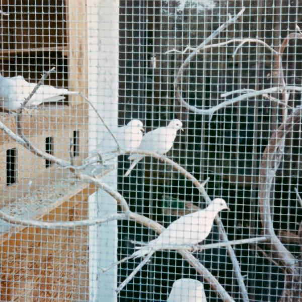 Domestic Doves from cities (possibly Phoenix?) in an early enclosure, 1989.