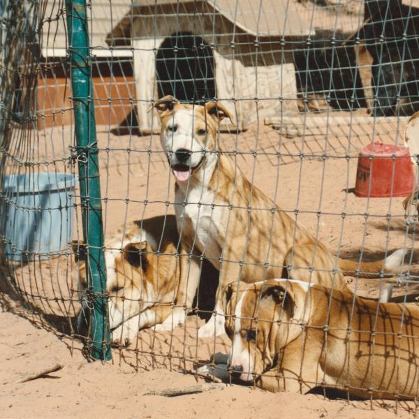 A small group of Dogtown residents enjoy a lazy day. 1989