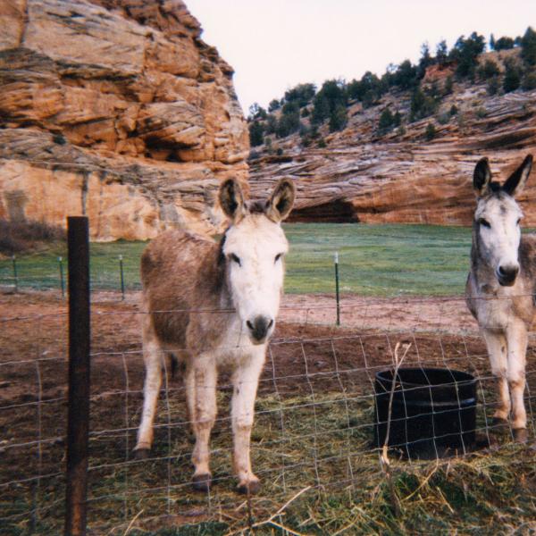 Virginia and Sunbeam, burros rescued from the Grand Canyon by Richard Negus.