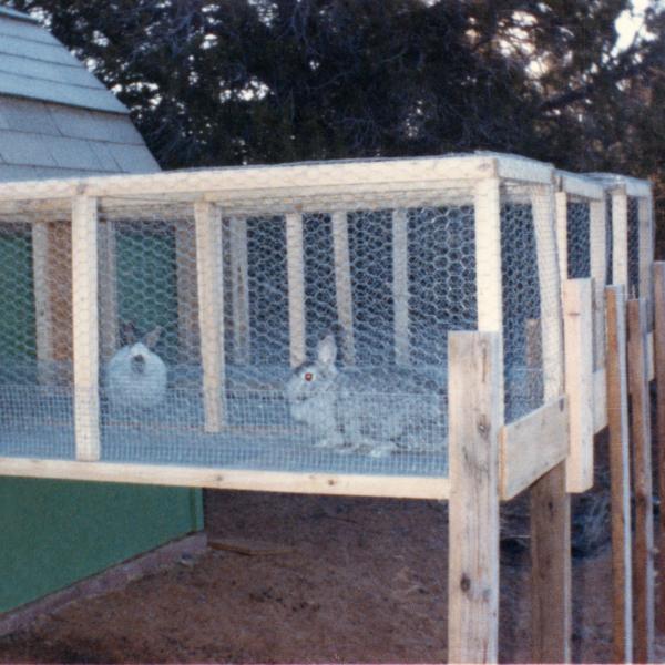 Raised enclosures were the first dwellings for rabbits at the Sanctuary, initially cared for by co-founder Faith Maloney at Dogtown.