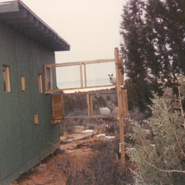 The first enclosure for rabbits that came to Angel Canyon was located in Old Dogtown.