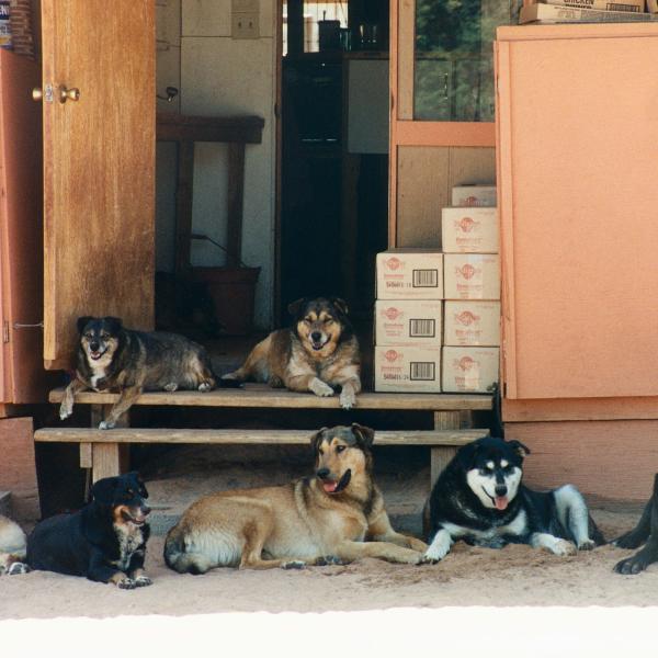 A group of dogs enjoy the shade outside of an Octagon. 1996