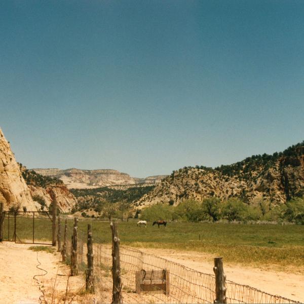 Arabian horses Faithful and True who came to us from near Grand Junction, CO.