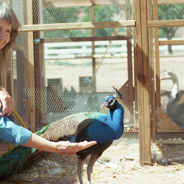 Co-founder Sharon St. Joan holding out food for peacock King Ming.
