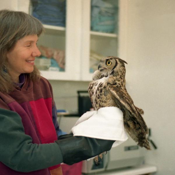 Co-founder Sharon St Joan at the clinic with Great Horned Owl Nunu.