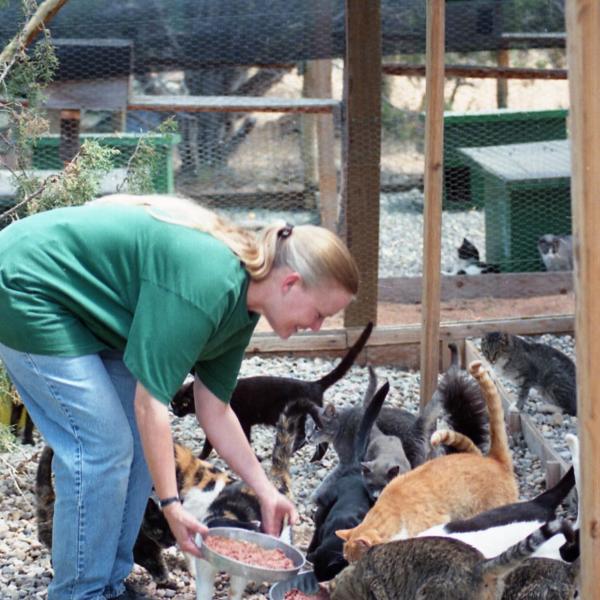Co-founder Vivian Ebbs feeding ferals at the Wildcat enclosure.