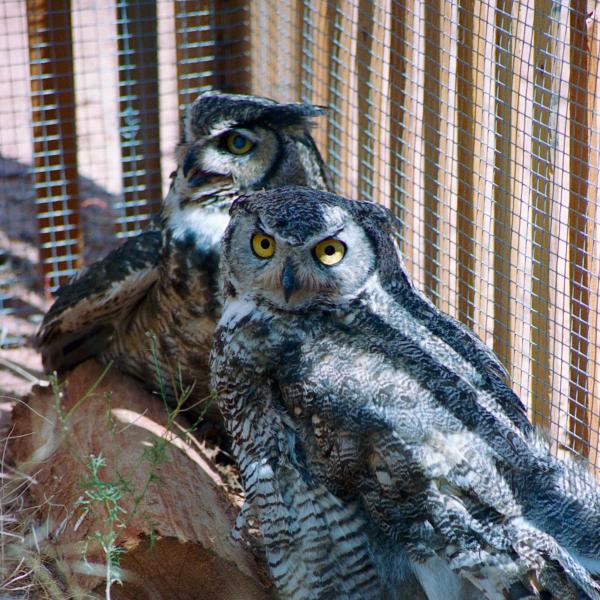 Two non-releasable Great Horned owls, Nunu and Skydance.