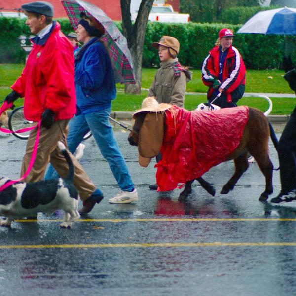 Strut Your Mutt participants, including a well disguised mini horse, make their way to the finish line, 1996.