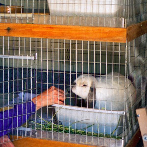 Co-founder Chandra Forsythe made sure all the bunnies stayed happy and healthy.