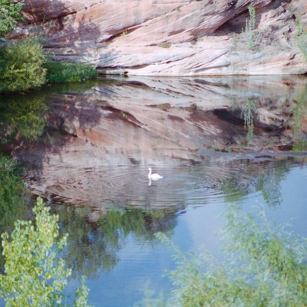 White bird on a lake in Angel Canyon