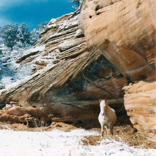 Sparkles hangs out by the overhang in the horse field below Angel Village.