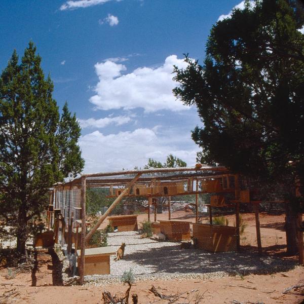 One of the early enclosures for feral cats.
