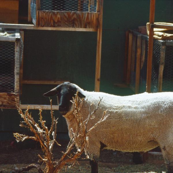 In the early years, rabbits resided in an enclosure behind old Dogtown with Wetherby the sheep and some chickens