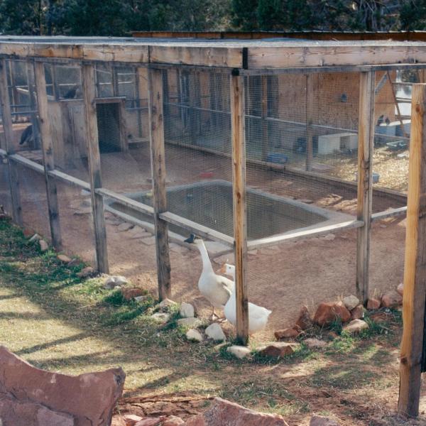 First residents of the official Feathered Friends area, geese Nimbus and Fortune.