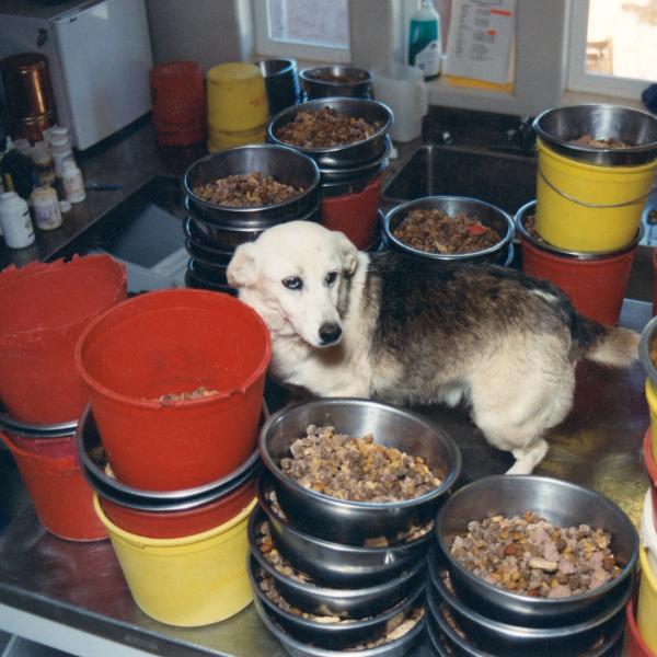 Maddie supervises staff as they prepare lunch for Dogtown residents.