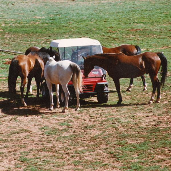 Group of curious horses checking out a golf cart