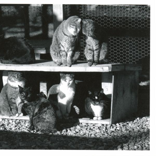 Content kitties in a Wild Cat enclosure.