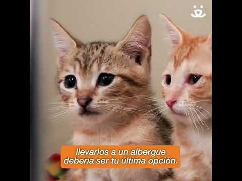 Youtube Video Embed