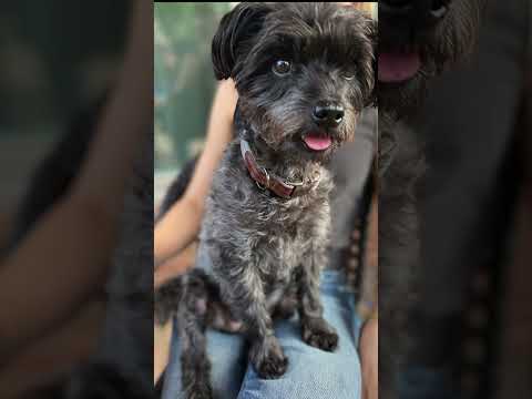 Youtube Video Embed