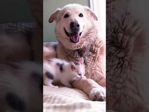 Youtube Video Embed
