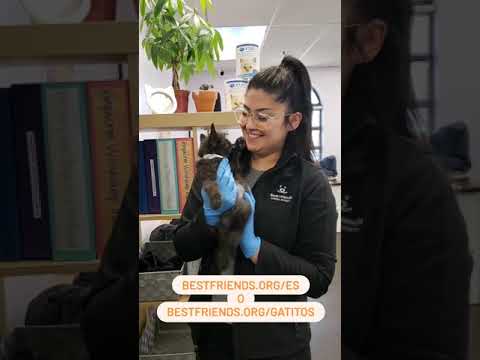 Youtube Video Embed