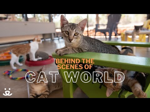 Youtube Video Embed