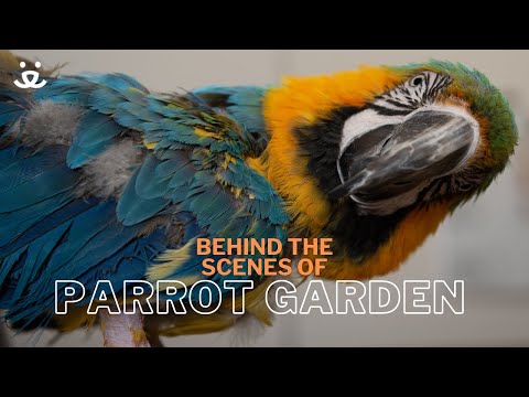 Youtube Video Embed