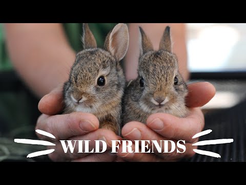 Youtube Video Embed