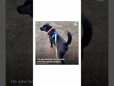Youtube Video Embed