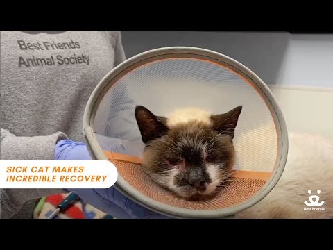 Youtube Video Embed