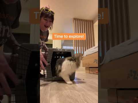 Youtube Video Embed