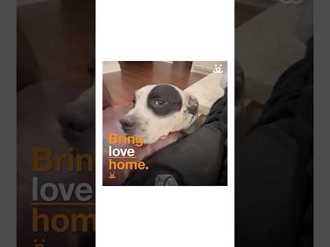 Youtube Video Embed