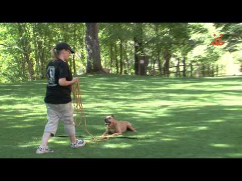 Georgia, a former Mike Vick dog, passes her Canine Good Citizen test