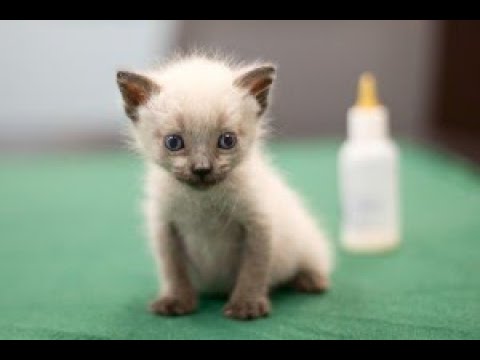 Youtube Video Embed