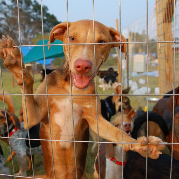 Many dogs, after some good food and clean water were able to recover quickly and move on from the runs at Tylertown.