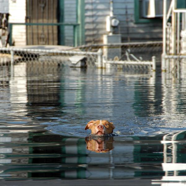A dog eagerly swims toward the rescue boat while his friend watches, they are both brought to safety.