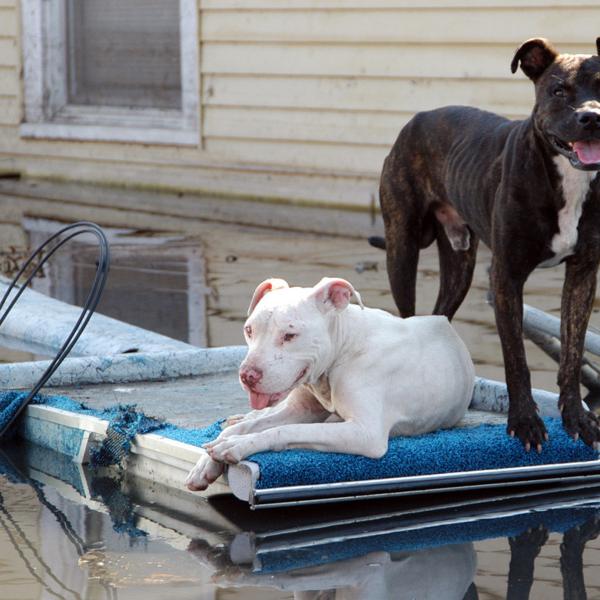 Two dogs eagerly await a rescue boat to take them to safety.