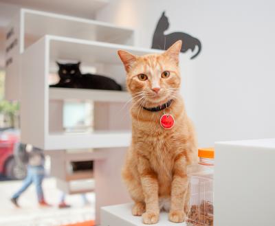 Adoptable cats sitting in spacious cat area in SoHo pet adoption center