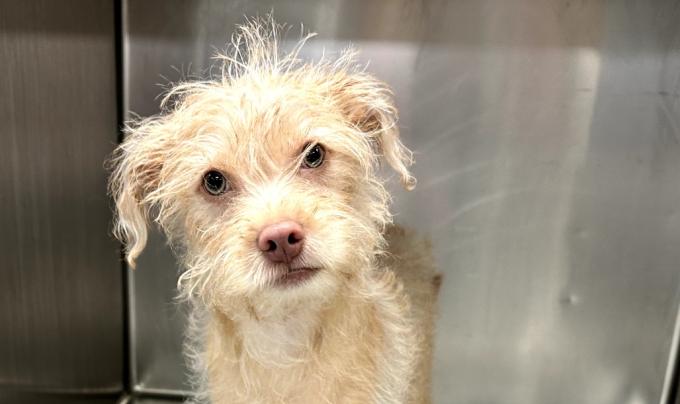 Tator the dog in a kennel